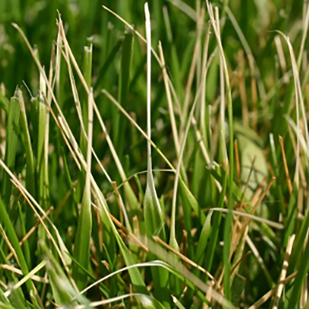 A Note On Lawn Color 1