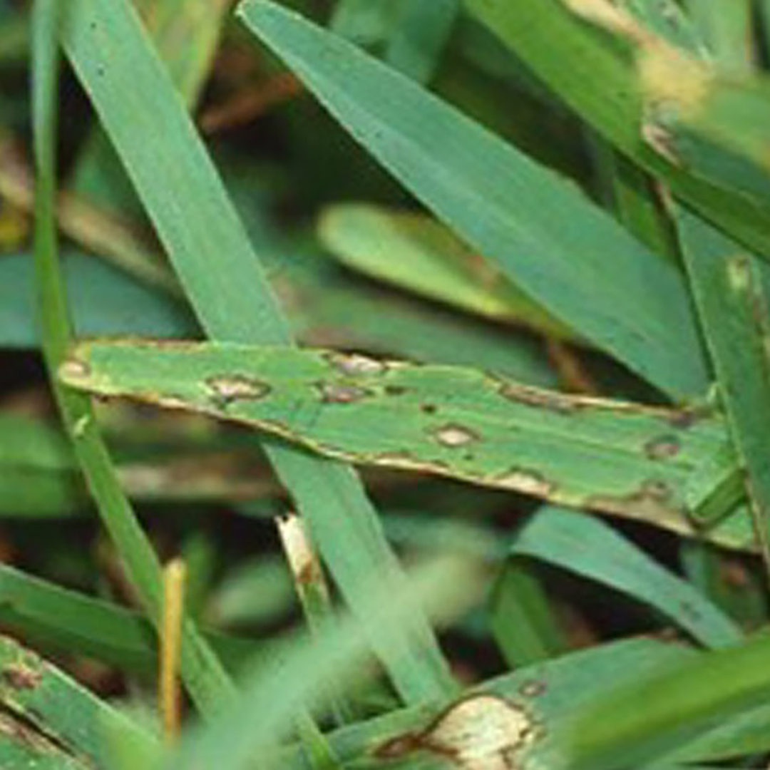 Gray Leaf Spot Disease